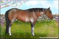 Horse Color:White Spotted Bay Roan