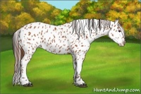 Horse Color:Bay Appaloosa