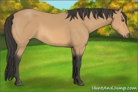 Horse Color:Buckskin 