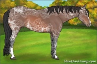 Horse Color:Bay Ice Sabino 