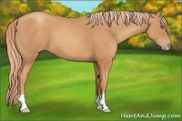 Horse Color:Gold Champagne