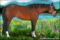 Horse Color:Bay 