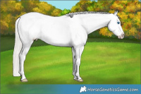 Horse Color:Silver Bay Splash Appaloosa 