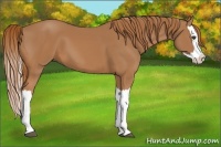 Horse Color:Chestnut Splash 