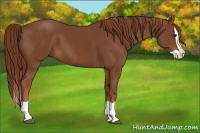Horse Color:Chestnut Splash 