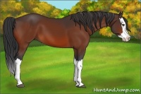 Horse Color:Bay Splash 