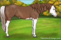 Horse Color:Chestnut Splash 