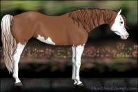 Horse Color:Chestnut Splash 
