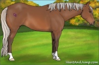 Horse Color:Silver Bay 