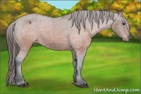 Horse Color:Brown Appaloosa 