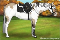 Horse Color:White Spotted Bay Dun Splash Frame 