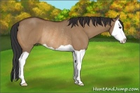 Horse Color:Bay Dun Splash Rabicano