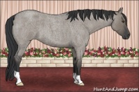 Horse Color:Grullo Roan 
