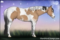 Horse Color:Bay Dun Sabino Tobiano 