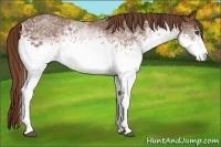Horse Color:White Spotted Chestnut