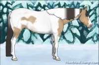 Horse Color:Buckskin Dun Tobiano Frame Rabicano