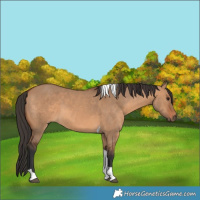 Horse Color:Bay Dun Tobiano 