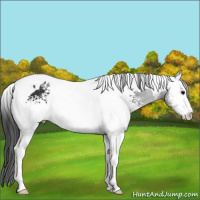Horse Color:White Spotted Black Tobiano 