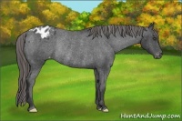 Horse Color:Smoky Black Frame Varnish Rabicano 