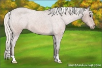 Horse Color:Silver Brown Roan Varnish 