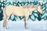 Horse Color:Gold Cream Champagne Ice Dun Tobiano 