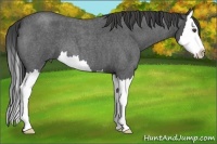 Horse Color:Smoky Blue Roan Splash