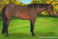 Horse Color:Bay Roan
