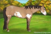 Horse Color:Amber Champagne Splash Frame 