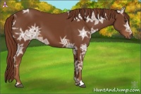 Horse Color:Chestnut Ice 