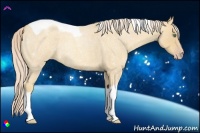 Horse Color:Gold Cream Champagne Roan Tobiano
