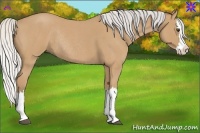Horse Color:Silver Buckskin Roan Splash Rabicano 