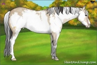 Horse Color:Bay Dun Sabino Splash Frame Rabicano 