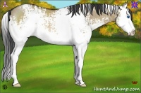 Horse Color:White Spotted Brown Dun Splash Rabicano 