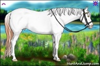 Horse Color:White Spotted Amber Champagne Appaloosa 