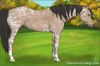 Horse Color:Buckskin Ice 