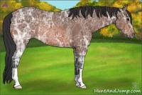 Horse Color:Bay Ice Rabicano 
