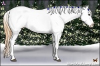 Horse Color:Black Pearl Tobiano Appaloosa 