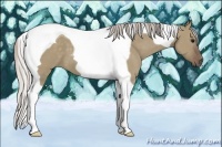 Horse Color:Silver Grullo Tobiano