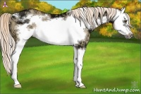 Horse Color:Palomino Ice Dun Splash Frame Rabicano
