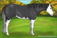 Horse Color:Blue Roan Splash