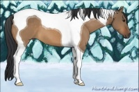 Horse Color:Bay Dun Tobiano