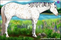Horse Color:Amber Champagne Appaloosa 