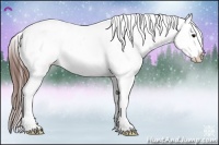 Horse Color:Brown Tobiano Appaloosa 