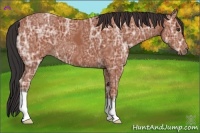 Horse Color:Bay Ice 
