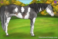 Horse Color:Brown Splash