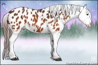 Horse Color:Brown Appaloosa
