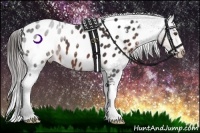 Horse Color:Brown Near Leopard 