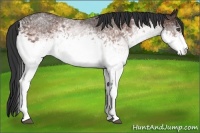 Horse Color:White Spotted Bay Roan