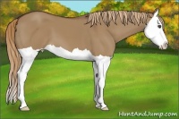 Horse Color:Red Dun Splash