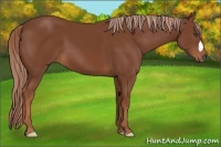 Horse Color:Chestnut 